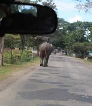Elefant läuft auf einer asphaltierten Straße weg, aus einem Auto gesehen.