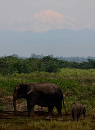 Erwachsener Elefant und Kalb im Vordergrund, Berge im Hintergrund.